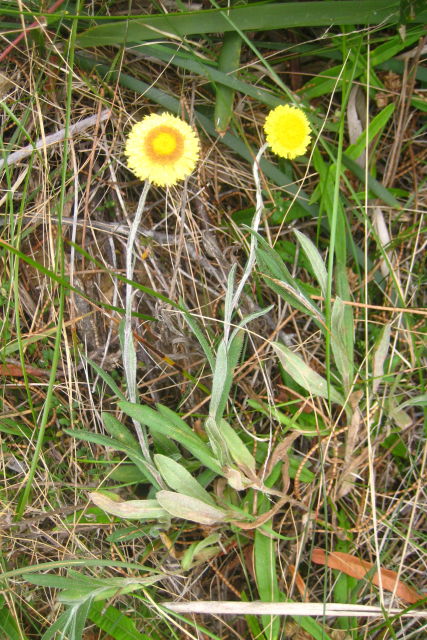 Coronidium scorpioides