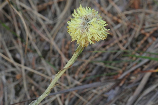 Coronidium scorpioides
