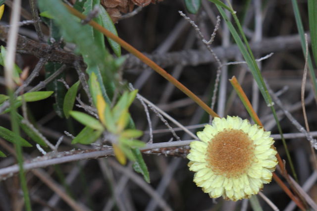 Coronidium scorpioides