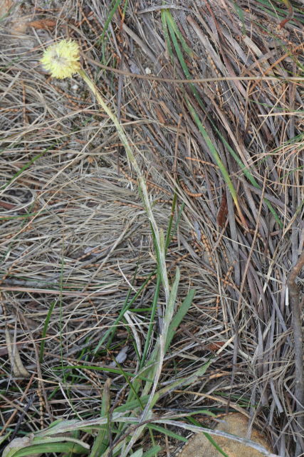 Coronidium scorpioides