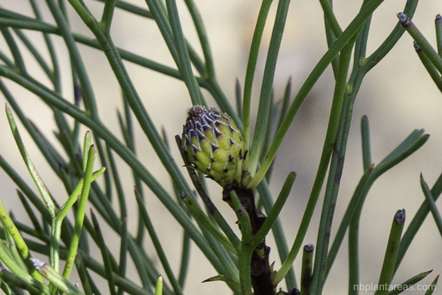 Isopogon anethifolius