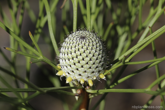 Isopogon anethifolius