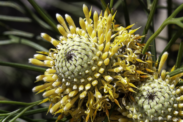 Isopogon anethifolius