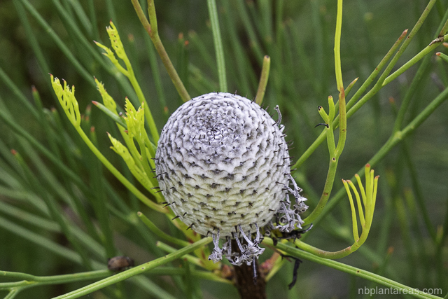 Isopogon anethifolius