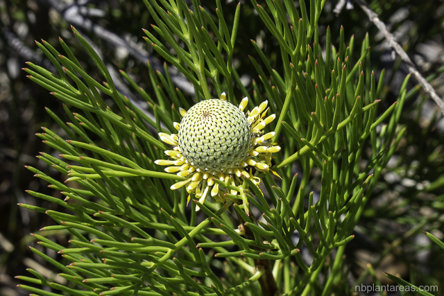 Isopogon anethifolius