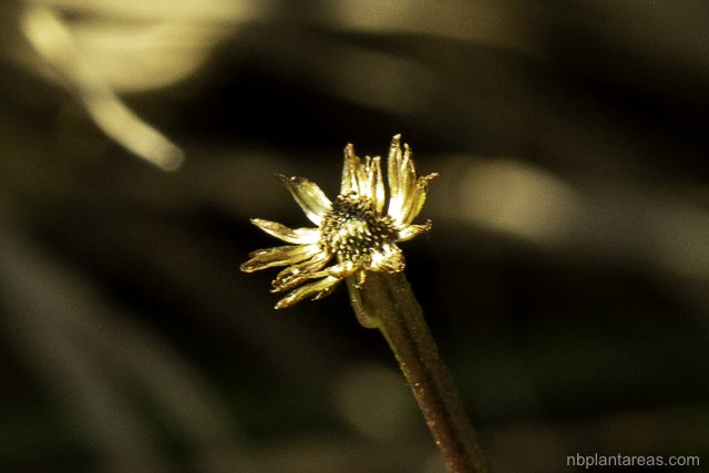 Lagenophora stipitata