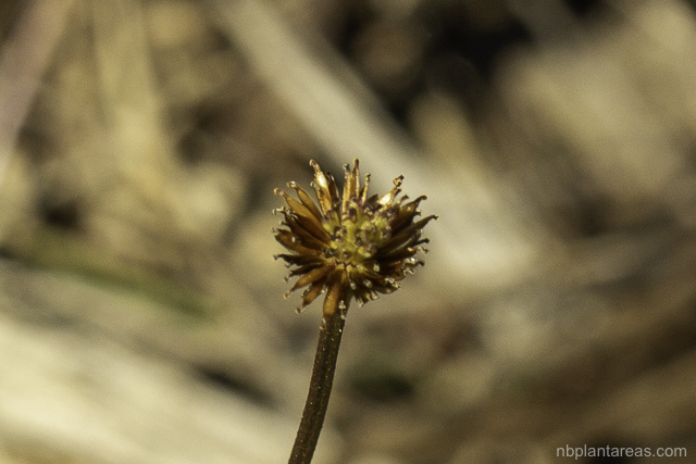 Lagenophora stipitata