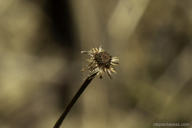 Lagenophora stipitata