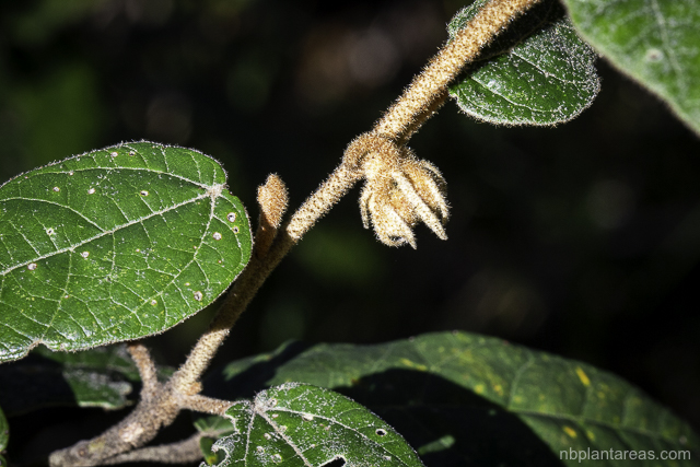 Lasiopetalum macrophyllum