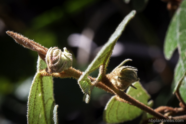 Lasiopetalum macrophyllum