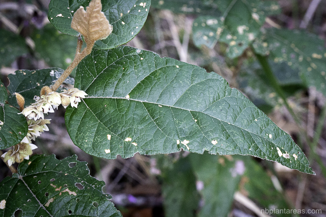Lasiopetalum macrophyllum