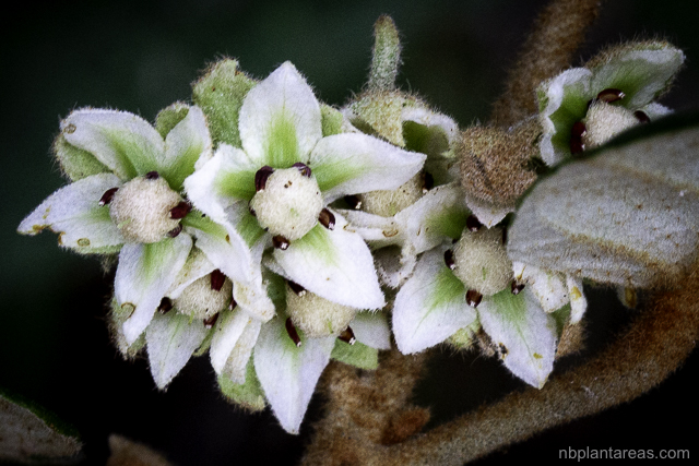 Lasiopetalum macrophyllum