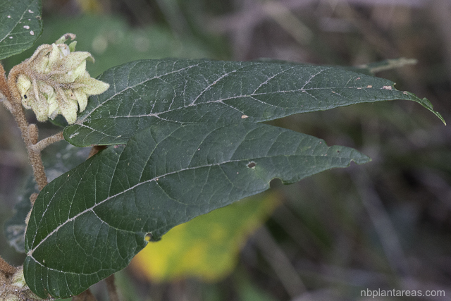 Lasiopetalum macrophyllum