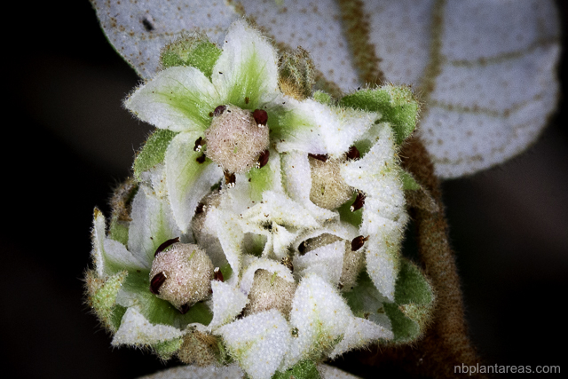 Lasiopetalum macrophyllum