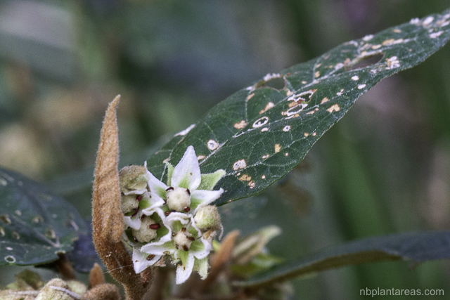 Lasiopetalum macrophyllum
