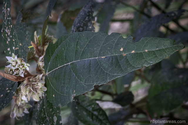 Lasiopetalum macrophyllum