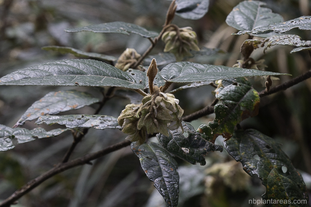 Lasiopetalum macrophyllum