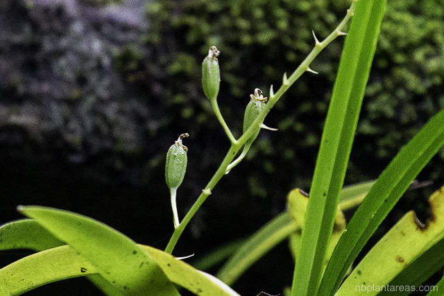 Cestichis reflexa