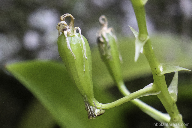 Cestichis reflexa