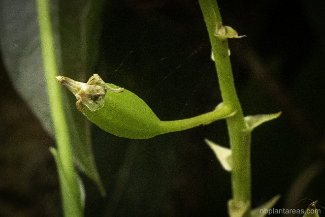 Cestichis reflexa