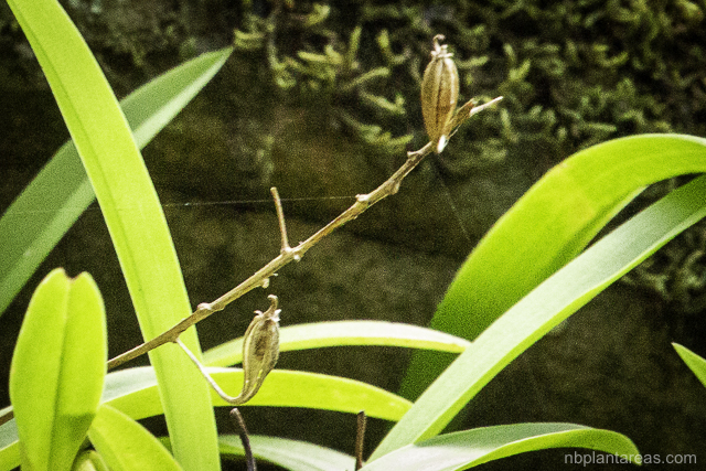 Cestichis reflexa