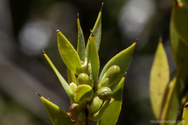 Leucopogon esquamatus