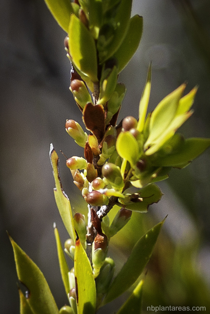 Leucopogon esquamatus