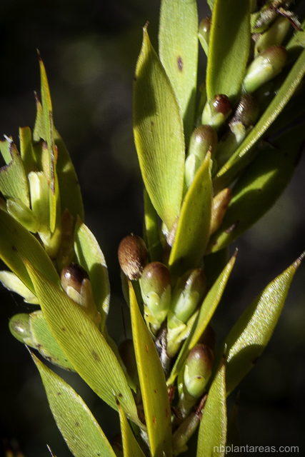 Leucopogon esquamatus