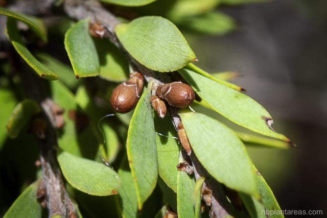 Leucopogon esquamatus