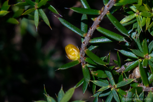 Leucopogon juniperinus