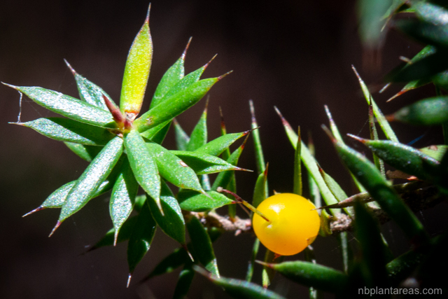Leucopogon juniperinus