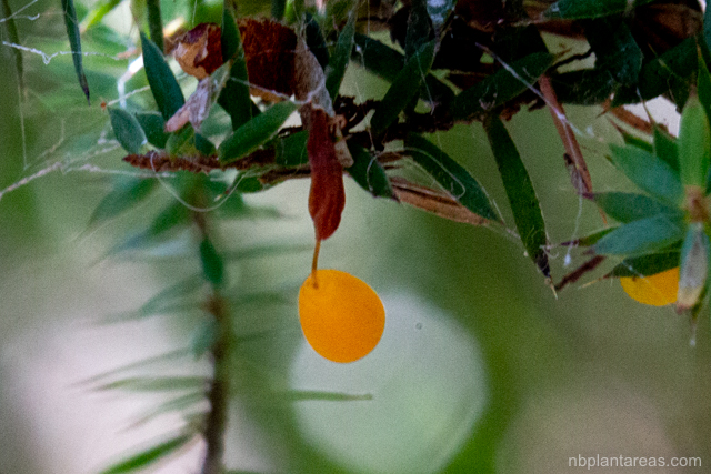 Leucopogon juniperinus