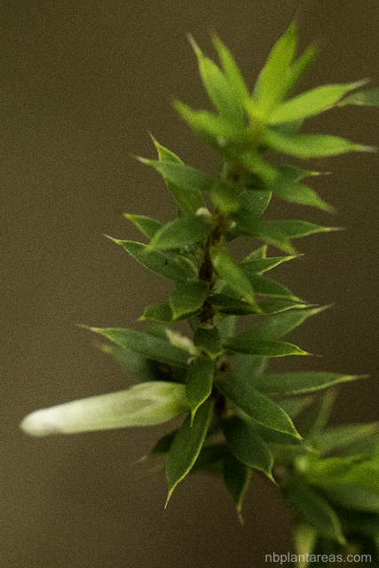Leucopogon juniperinus