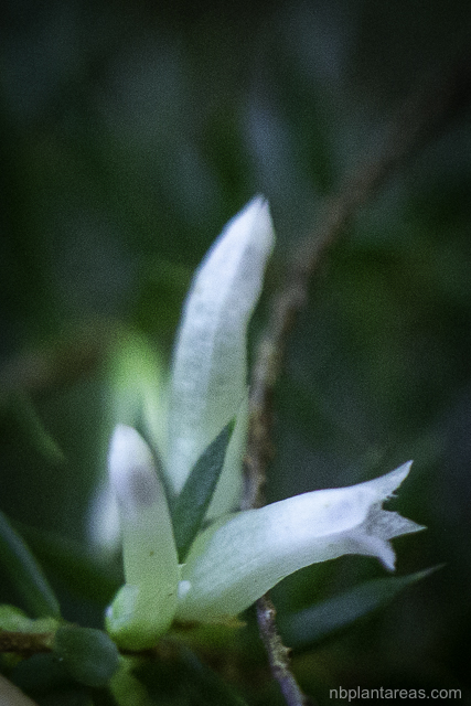 Leucopogon juniperinus