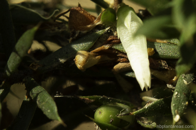 Leucopogon juniperinus