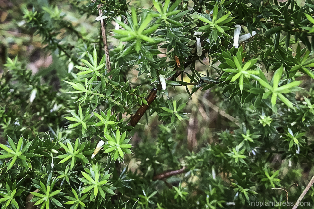 Leucopogon juniperinus