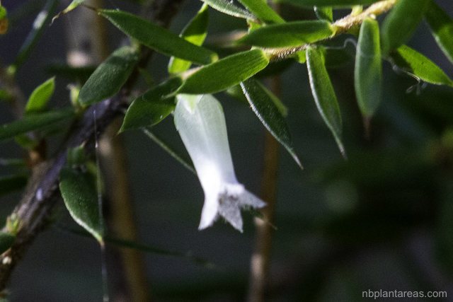 Leucopogon juniperinus