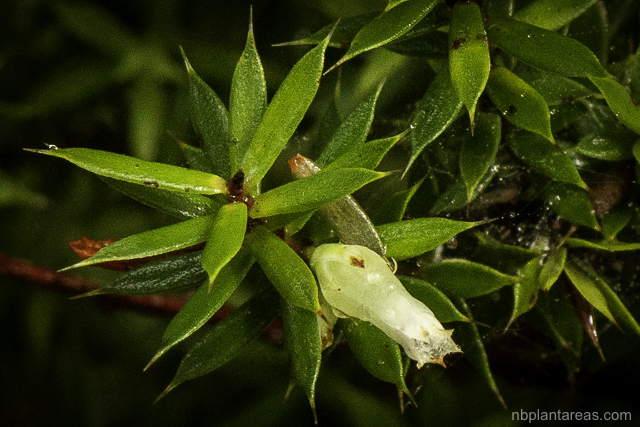 Leucopogon juniperinus