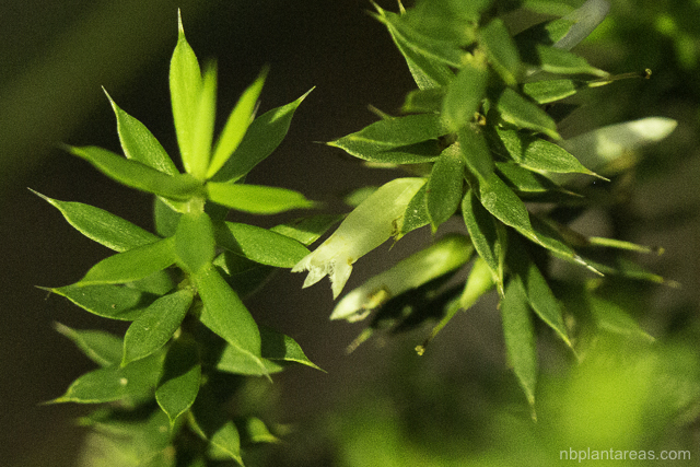 Leucopogon juniperinus