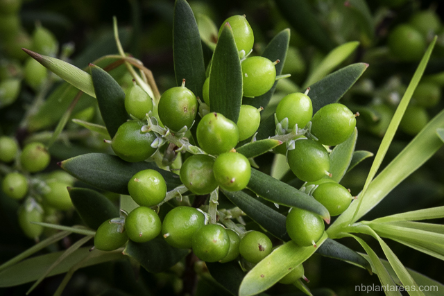 Leucopogon parviflorus