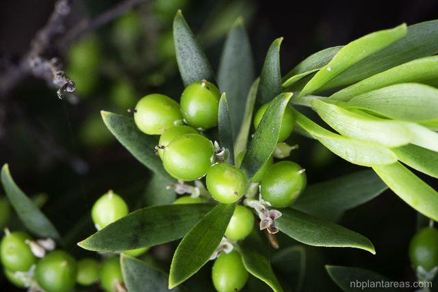 Leucopogon parviflorus
