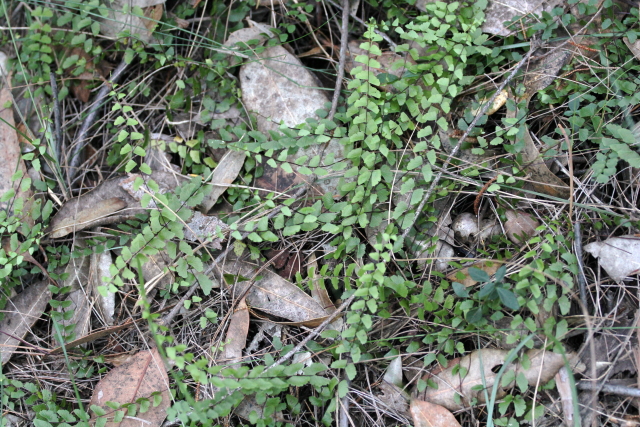 Lindsaea linearis