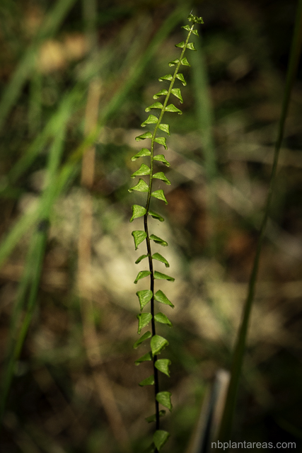 Lindsaea linearis
