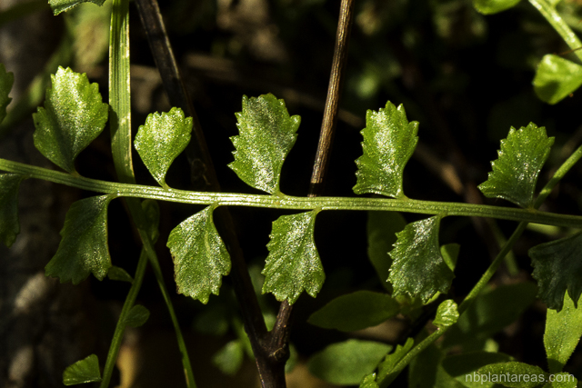 Lindsaea linearis