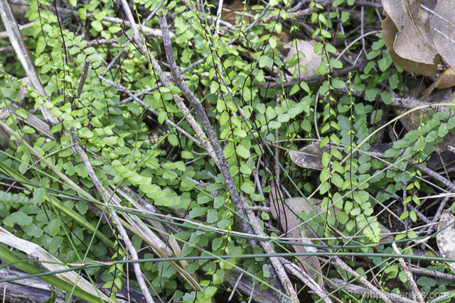 Lindsaea linearis