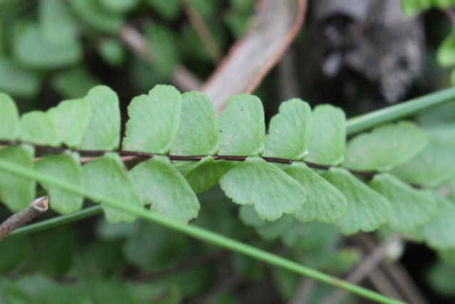 Lindsaea linearis