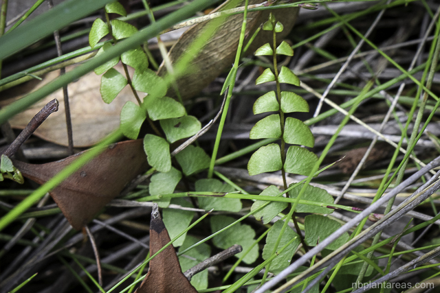 Lindsaea linearis