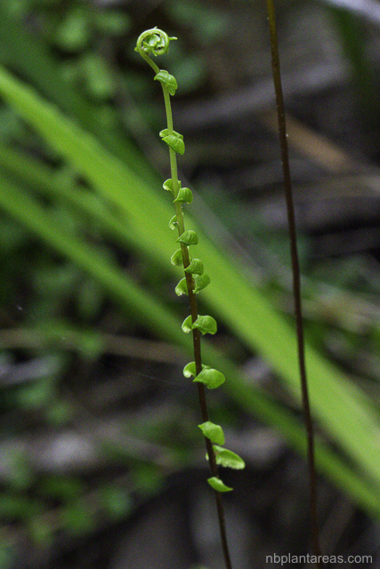 Lindsaea linearis