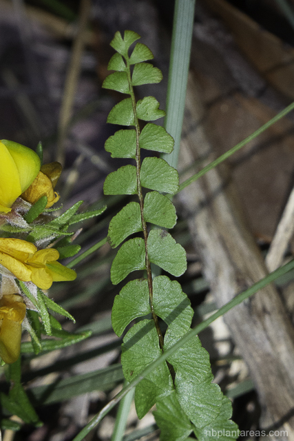 Lindsaea linearis