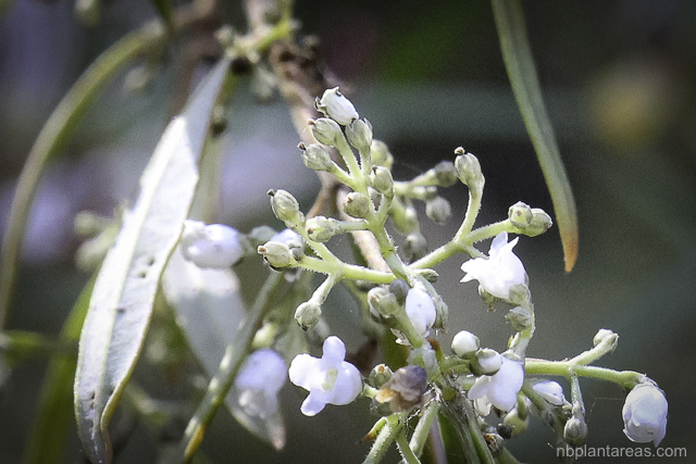 Logania albiflora